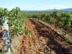 Weingut Enjingi in Kroatien