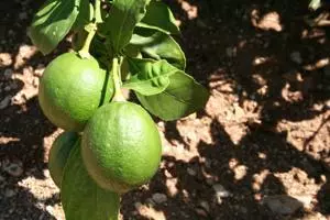 Im Garten der ferienwohnung gibt es Zitrusbäume aller Art, hier Limonen