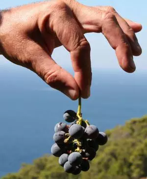 Aus diesen Trauben werden edle Weine produziert
