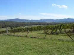 Wein und Weingüter in Kroatien
