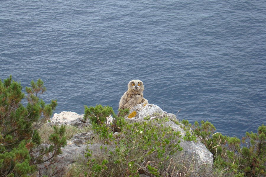 File:Owl on a rock with the Adriatic Sea in the background near Veli Rat, Dugi Otok, Croatia, Summer, 2009.jpg