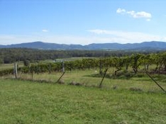 Wein und Weingüter in Kroatien