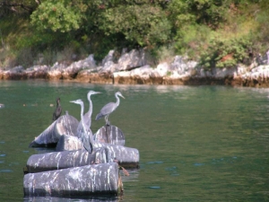 Insel Brac in Kroatien