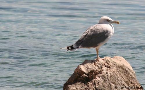 Möwe auf einem Felsen