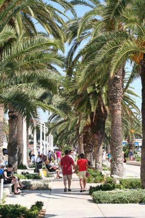 Palmen entlang der Hafenpromenade in Split